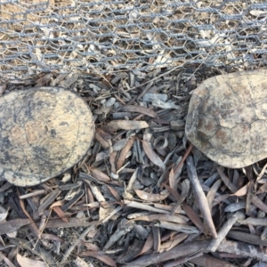 Chelodina longicollis at Gungahlin, ACT - 24 Sep 2016 03:41 PM