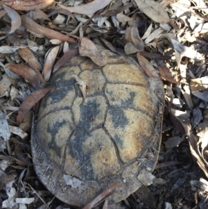 Chelodina longicollis at Gungahlin, ACT - 24 Sep 2016