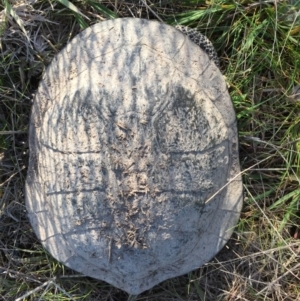 Chelodina longicollis at Gungahlin, ACT - 24 Sep 2016