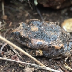 Uperoleia laevigata (Smooth Toadlet) at Goorooyarroo NR (ACT) - 24 Sep 2016 by JasonC