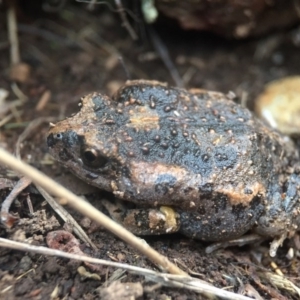 Uperoleia laevigata at Goorooyarroo NR (ACT) - 24 Sep 2016