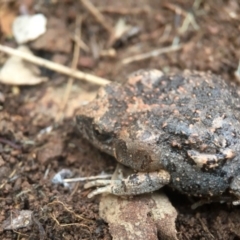 Uperoleia laevigata at Goorooyarroo NR (ACT) - 24 Sep 2016