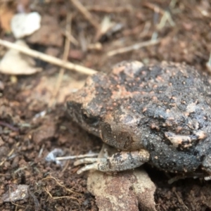 Uperoleia laevigata at Goorooyarroo NR (ACT) - 24 Sep 2016