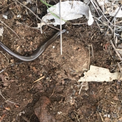 Hemiergis talbingoensis (Eastern Three-toed Earless Skink) at Gungahlin, ACT - 24 Sep 2016 by JasonC