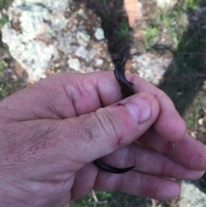 Hemiergis talbingoensis at Gungahlin, ACT - 24 Sep 2016