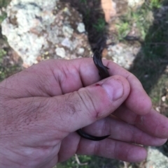 Hemiergis talbingoensis at Gungahlin, ACT - 24 Sep 2016