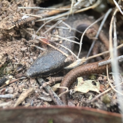 Morethia boulengeri (Boulenger's Skink) at Goorooyarroo NR (ACT) - 24 Sep 2016 by JasonC