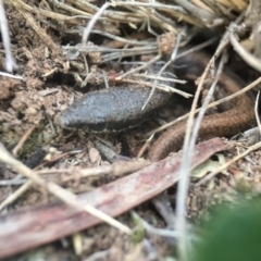 Morethia boulengeri at Goorooyarroo NR (ACT) - 24 Sep 2016