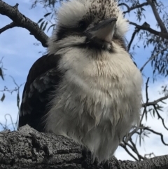 Dacelo novaeguineae (Laughing Kookaburra) at Mount Majura - 24 Sep 2016 by AaronClausen