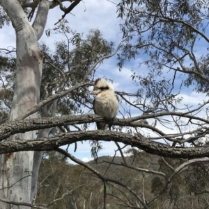 Dacelo novaeguineae at Hackett, ACT - 24 Sep 2016 01:40 PM