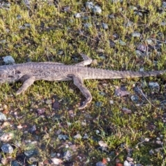 Pogona barbata at Gungahlin, ACT - 24 Sep 2016