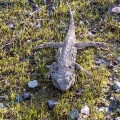 Pogona barbata at Gungahlin, ACT - 24 Sep 2016