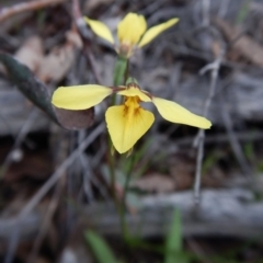 Diuris chryseopsis (Golden Moth) at Belconnen, ACT - 23 Sep 2016 by CathB