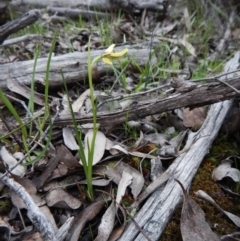 Diuris chryseopsis at Belconnen, ACT - suppressed