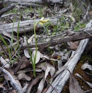 Diuris chryseopsis at Belconnen, ACT - 23 Sep 2016