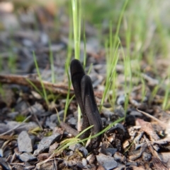 Geoglossum (Earth tongue) at Aranda Bushland - 24 Sep 2016 by CathB