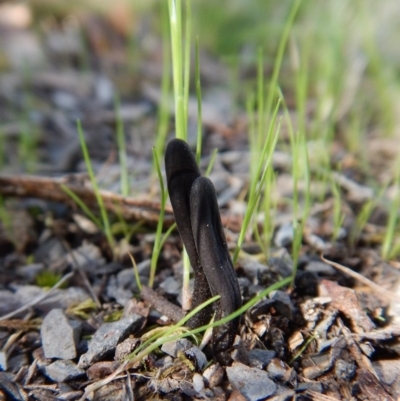 Geoglossum (Earth tongue) at Point 4081 - 24 Sep 2016 by CathB