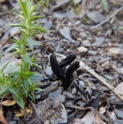 Geoglossum at Aranda, ACT - 24 Sep 2016