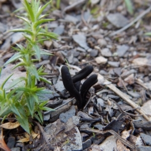 Geoglossum at Aranda, ACT - 24 Sep 2016