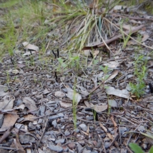 Geoglossum at Aranda, ACT - 24 Sep 2016