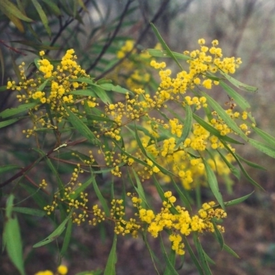 Acacia rubida (Red-stemmed Wattle, Red-leaved Wattle) at Rob Roy Range - 28 Aug 2001 by michaelb