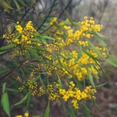 Acacia rubida (Red-stemmed Wattle, Red-leaved Wattle) at Theodore, ACT - 28 Aug 2001 by michaelb