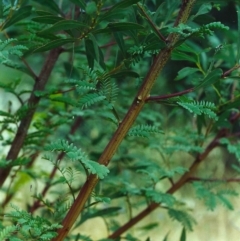 Acacia rubida (Red-stemmed Wattle, Red-leaved Wattle) at Rob Roy Range - 13 Jan 2001 by michaelb