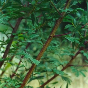 Acacia rubida at Theodore, ACT - 14 Jan 2001