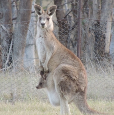 Macropus giganteus (Eastern Grey Kangaroo) at Bonython, ACT - 24 Sep 2016 by MichaelBedingfield