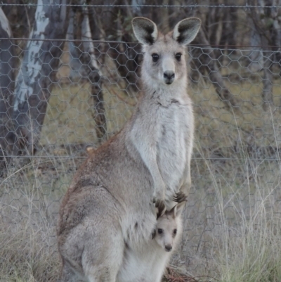 Macropus giganteus (Eastern Grey Kangaroo) at Bonython, ACT - 24 Sep 2016 by MichaelBedingfield