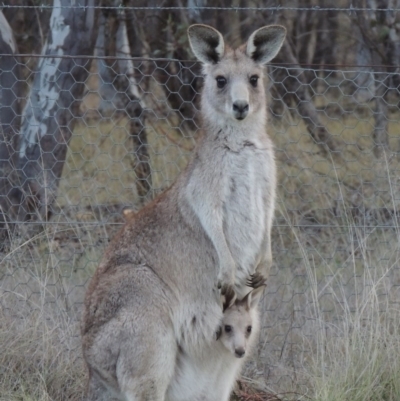 Macropus giganteus (Eastern Grey Kangaroo) at Bonython, ACT - 24 Sep 2016 by michaelb