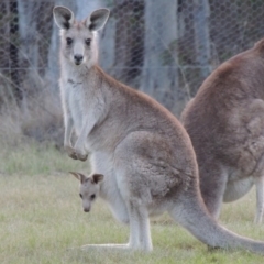 Macropus giganteus at Bonython, ACT - 24 Sep 2016