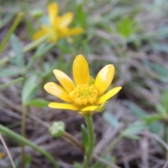 Ranunculus papulentus (Large River Buttercup) at Bonython, ACT - 24 Sep 2016 by MichaelBedingfield