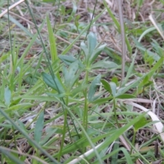 Ranunculus papulentus at Bonython, ACT - 24 Sep 2016