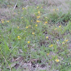 Ranunculus papulentus at Bonython, ACT - 24 Sep 2016