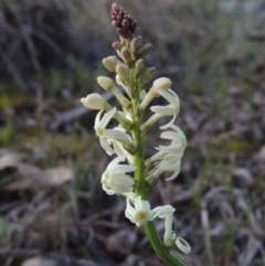 Stackhousia monogyna (Creamy Candles) at Bonython, ACT - 24 Sep 2016 by MichaelBedingfield