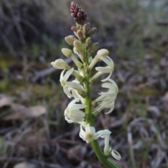 Stackhousia monogyna (Creamy Candles) at Bonython, ACT - 24 Sep 2016 by michaelb