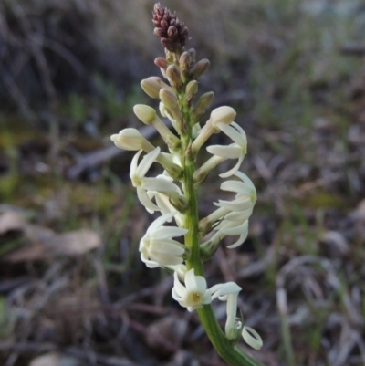 Stackhousia monogyna (Creamy Candles) at Bonython, ACT - 24 Sep 2016 by MichaelBedingfield
