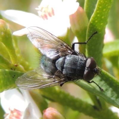 Calliphoridae (family) (Unidentified blowfly) at Conder, ACT - 24 Sep 2016 by MichaelBedingfield