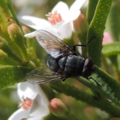 Calliphoridae (family) at Conder, ACT - 24 Sep 2016 02:34 PM