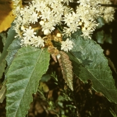 Androcalva rossii (Brush Kurrajong, Blackfellows' Hemp) at Mumbulla State Forest - 24 Sep 1998 by BettyDonWood