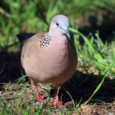 Spilopelia chinensis (Spotted Dove) at Macquarie, ACT - 25 Sep 2016 by NathanaelC