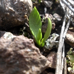 Ophioglossum lusitanicum at Majura, ACT - 25 Sep 2016