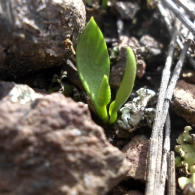 Ophioglossum lusitanicum subsp. coriaceum (Austral Adder's Tongue) at Mount Ainslie - 24 Sep 2016 by SilkeSma