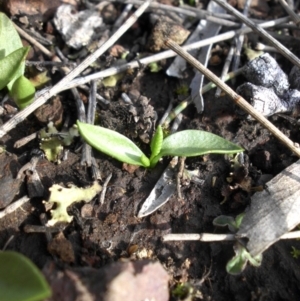 Ophioglossum lusitanicum at Majura, ACT - 25 Sep 2016