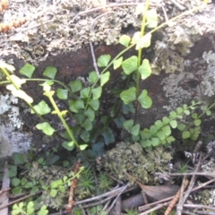 Asplenium flabellifolium (Necklace Fern) at Majura, ACT - 25 Sep 2016 by SilkeSma