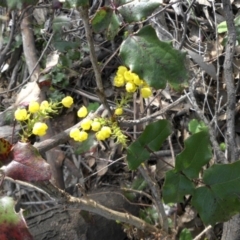 Berberis aquifolium (Oregon Grape) at Majura, ACT - 25 Sep 2016 by SilkeSma