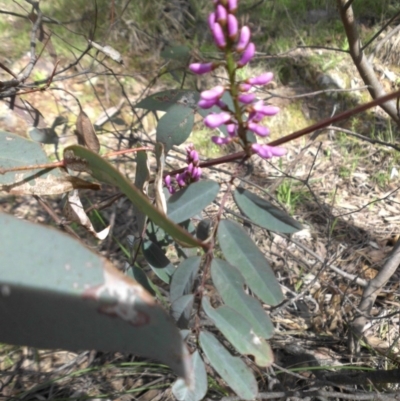 Indigofera australis subsp. australis (Australian Indigo) at Majura, ACT - 24 Sep 2016 by SilkeSma