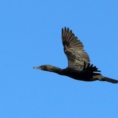 Phalacrocorax sulcirostris (Little Black Cormorant) at McKellar, ACT - 20 Apr 2016 by NathanaelC