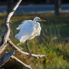 Ardea alba (Great Egret) at McKellar, ACT - 20 Apr 2016 by NathanaelC